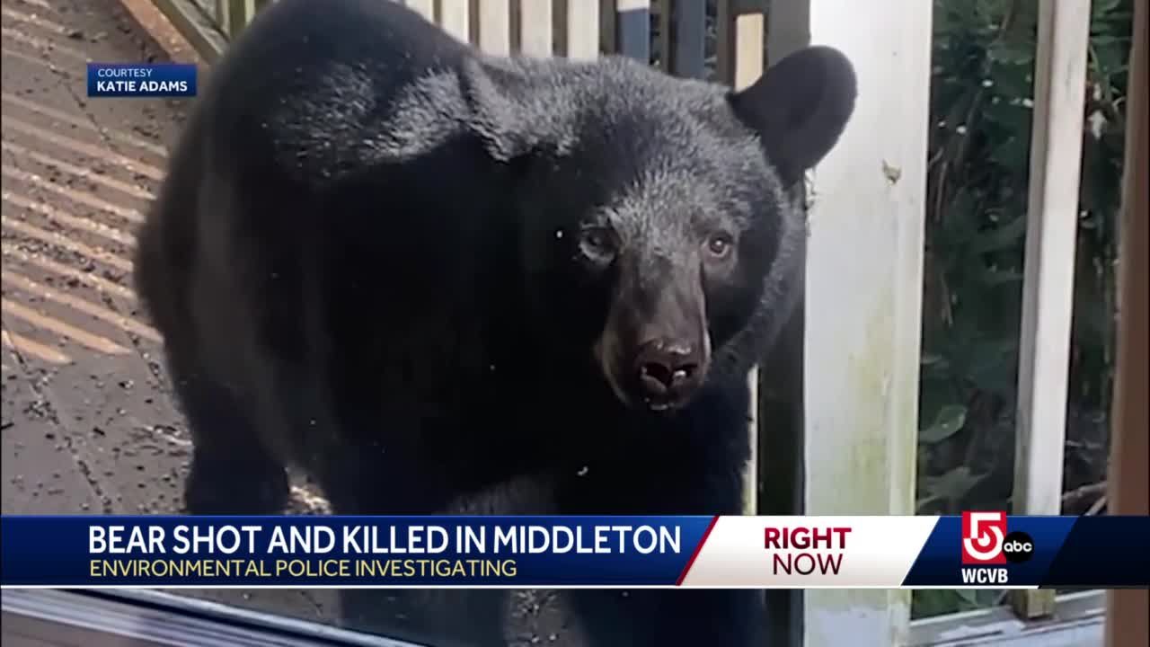 Massachusetts North Shore bear shot, killed by resident