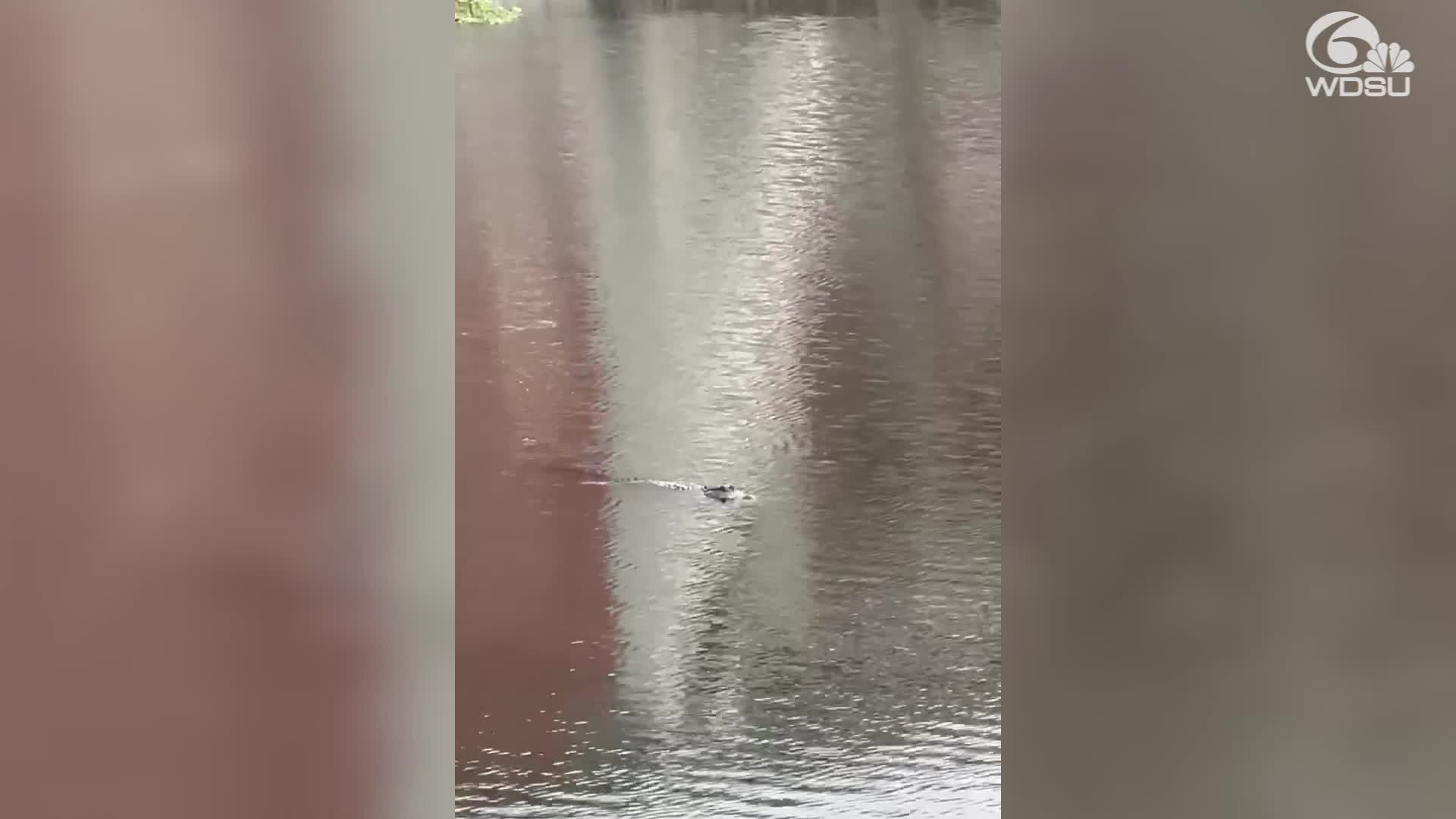 Large alligators seen in London Avenue Canal in New Orleans
