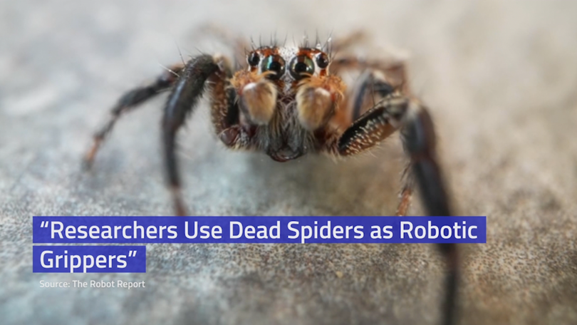 Spiders used as mechanical grippers for soft robotics