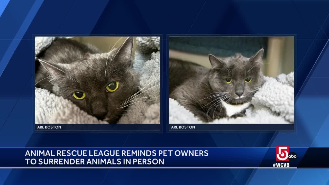 UPDATE: Cats Rescued From Hoarding Situation Progressing - Animal Rescue  League of Boston