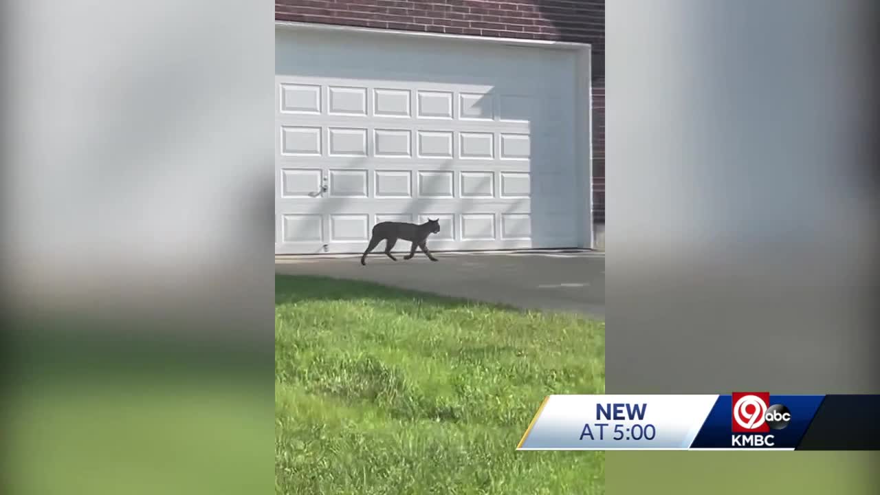 Large bobcat photographed in Liberty Township 