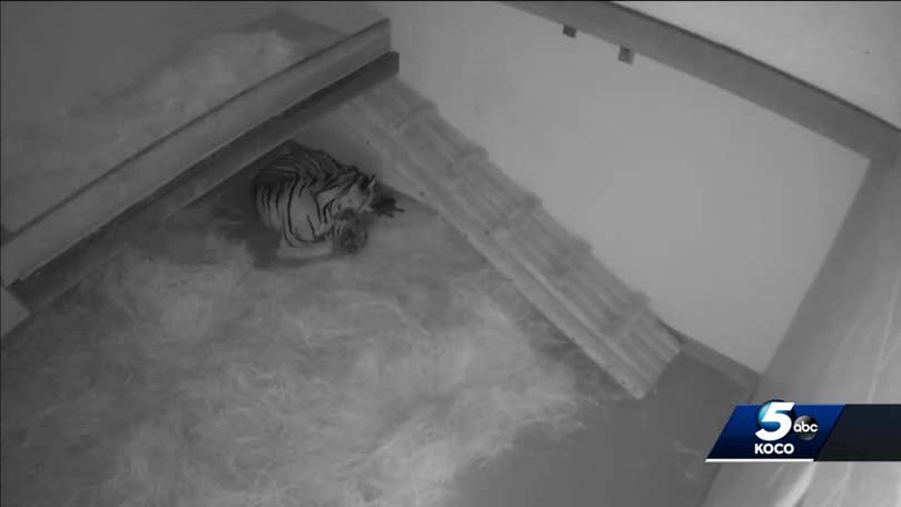 OKC Zoo celebrates Sumatran tiger twins' first birthday