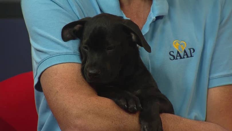 Animals up for adoption through SAAP Animals up for adoption through SAAP