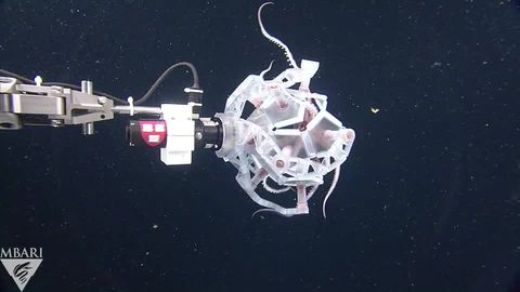 preview for Origami Robot Grabs Octopus and Jellyfish