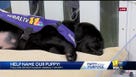 VOTE to name WBAL-TV's next Puppy with a Purpose