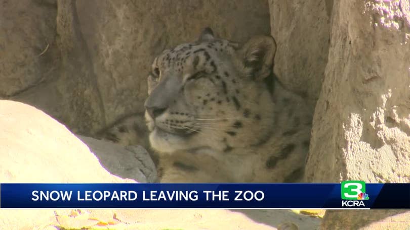 Snow Leopard  Sacramento Zoo