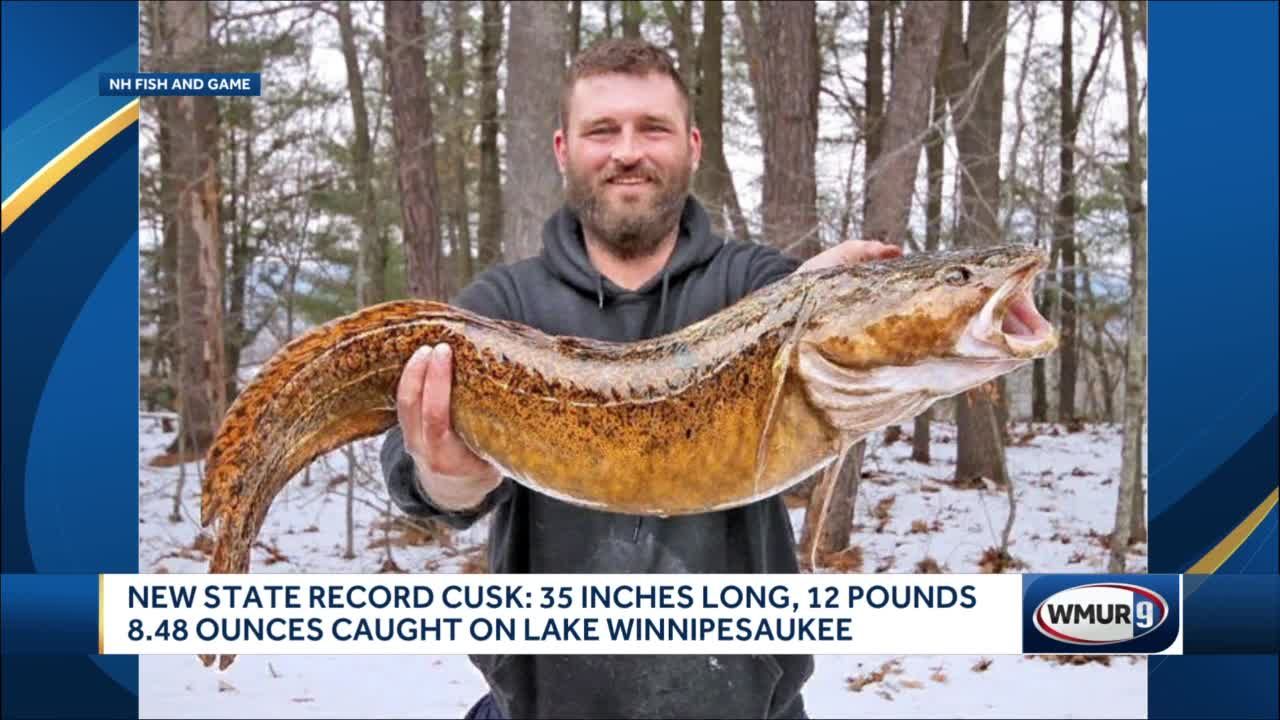 New state record cusk: 35 inches long, 12 pounds 8.48 ounces caught on Lake Winnipesaukee