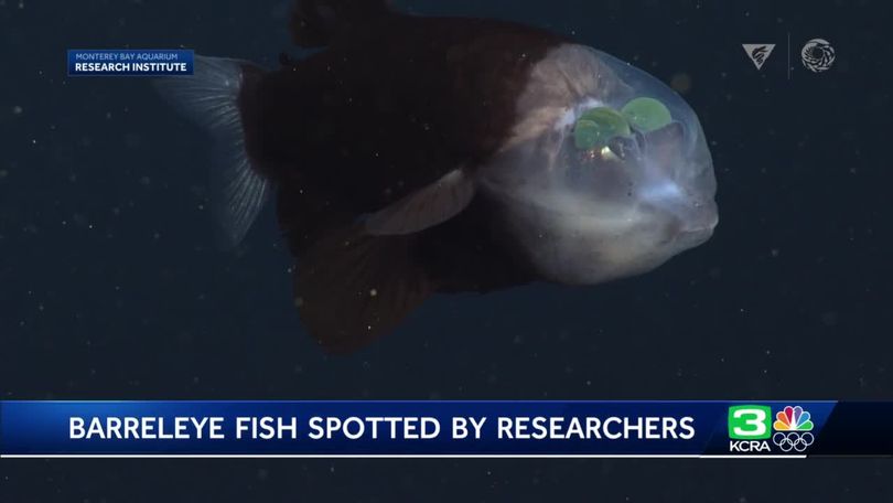 barreleye fish facts
