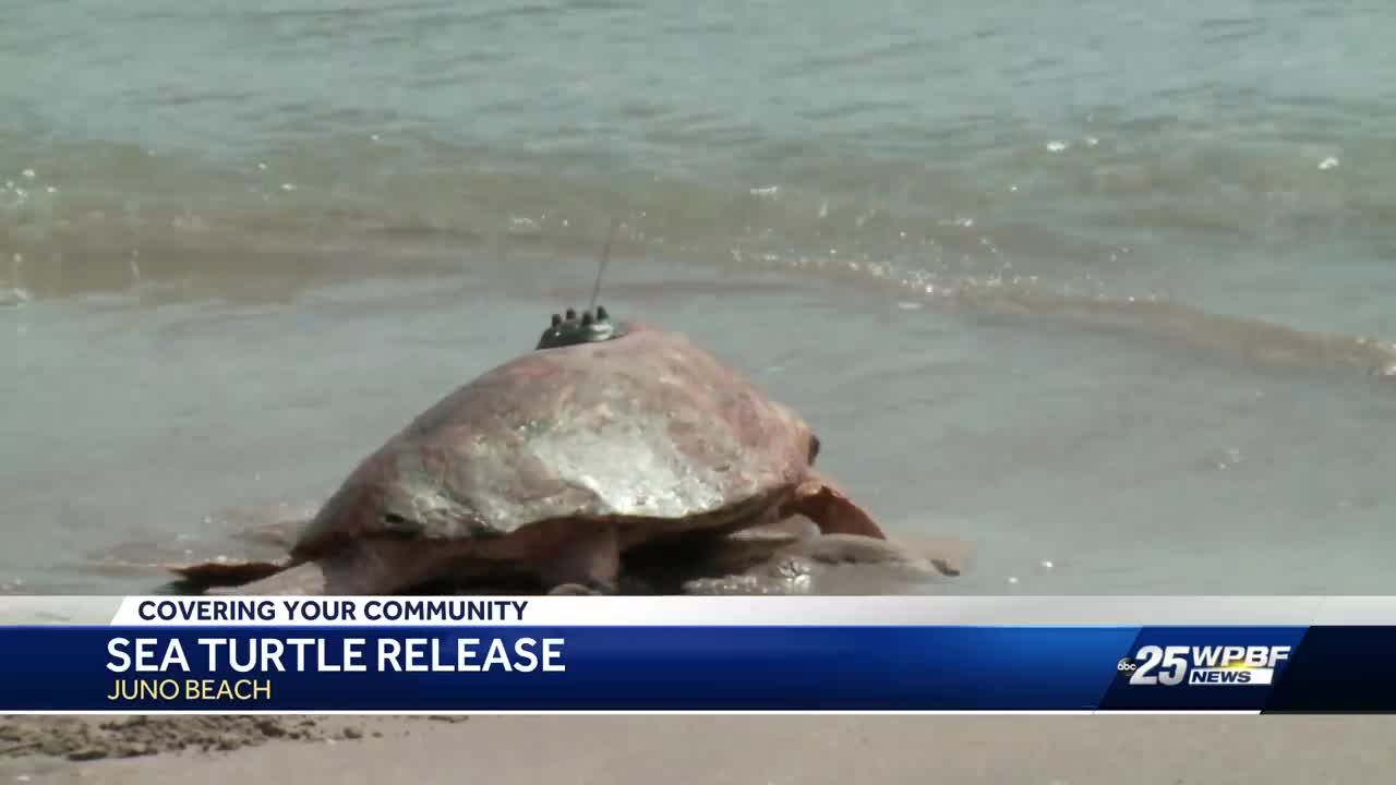 Sea Turtle Release In Juno Beach