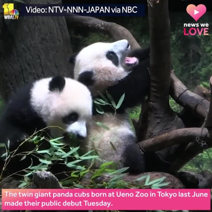 Twin Panda Cubs Make Debut To Public In Japan
