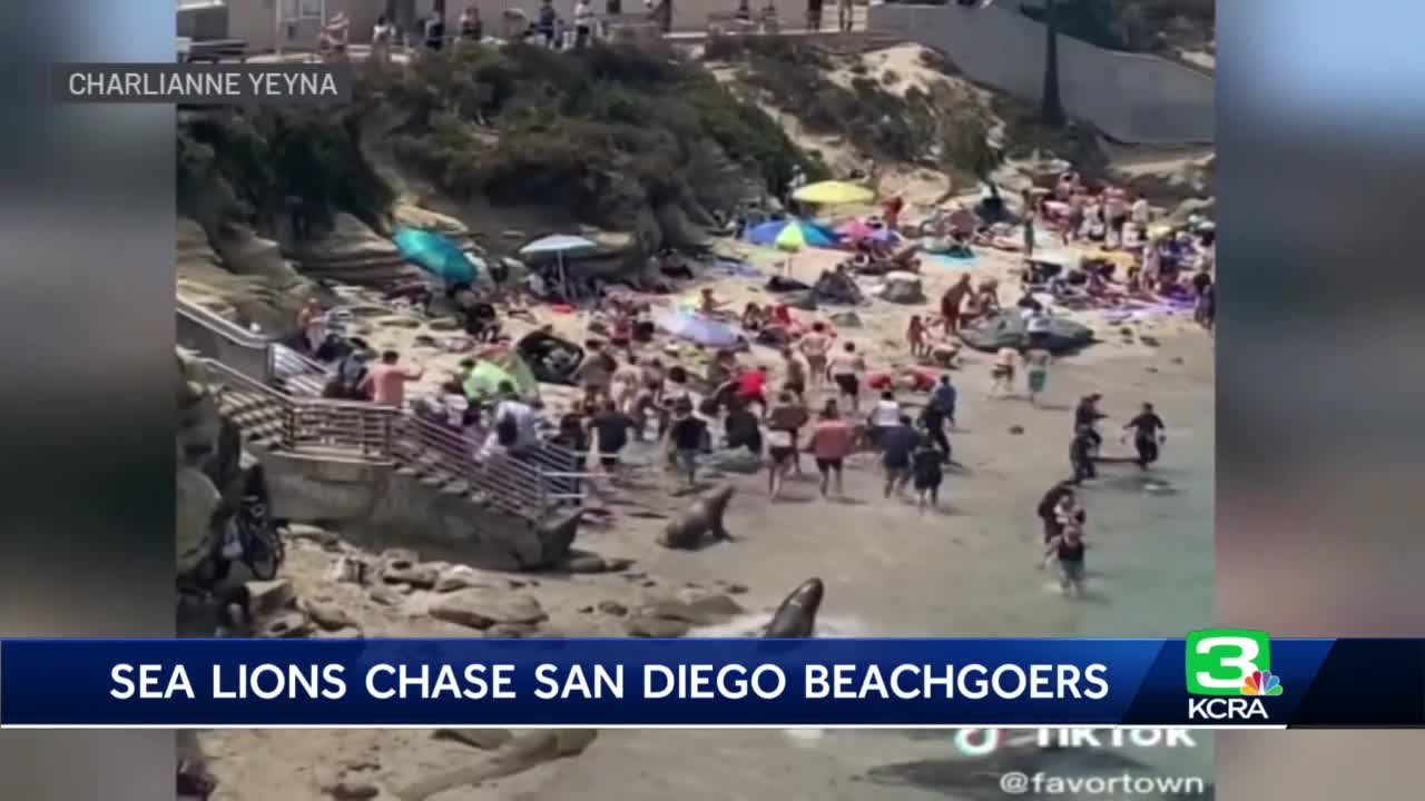 Video Shows Sea Lions Chase Beachgoers at La Jolla Cove in San Diego,  California