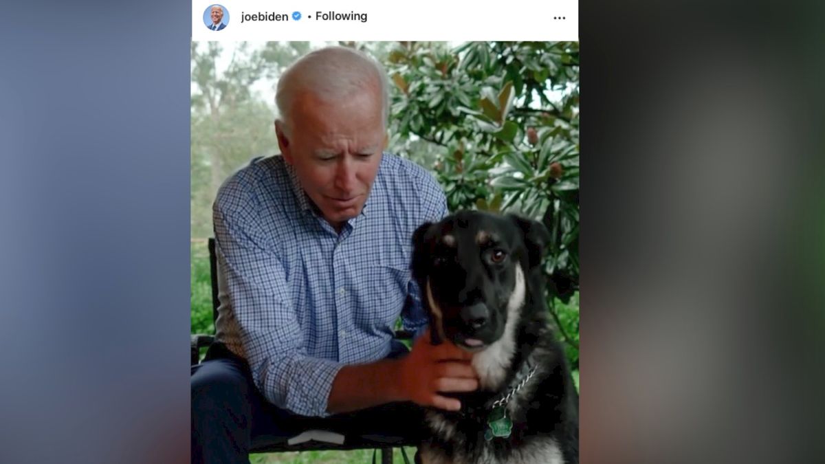 preview for Joe Biden’s German Shepherd Set To Become the First Rescue Dog in the White House