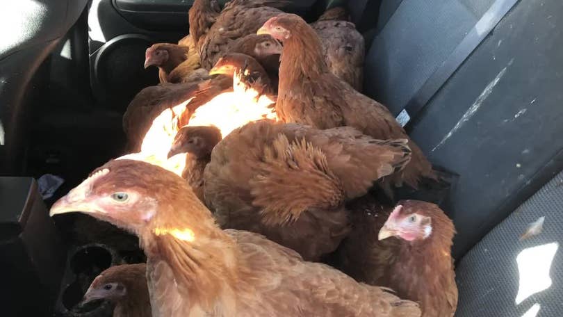 Up To 10 Chickens Found In Car At Des Moines Apartment