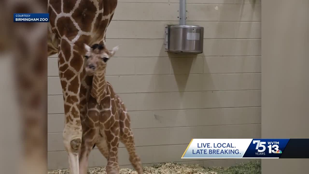 Beautiful baby giraffe born at Birmingham Zoo, first in a decade