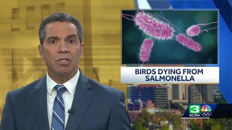 Salmonella Outbreak Killing Songbirds In California