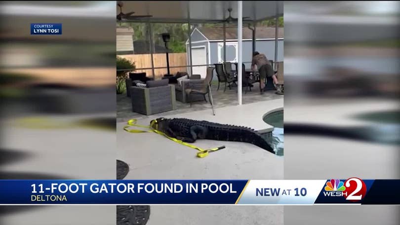 11-foot alligator found swimming in pool at Florida home