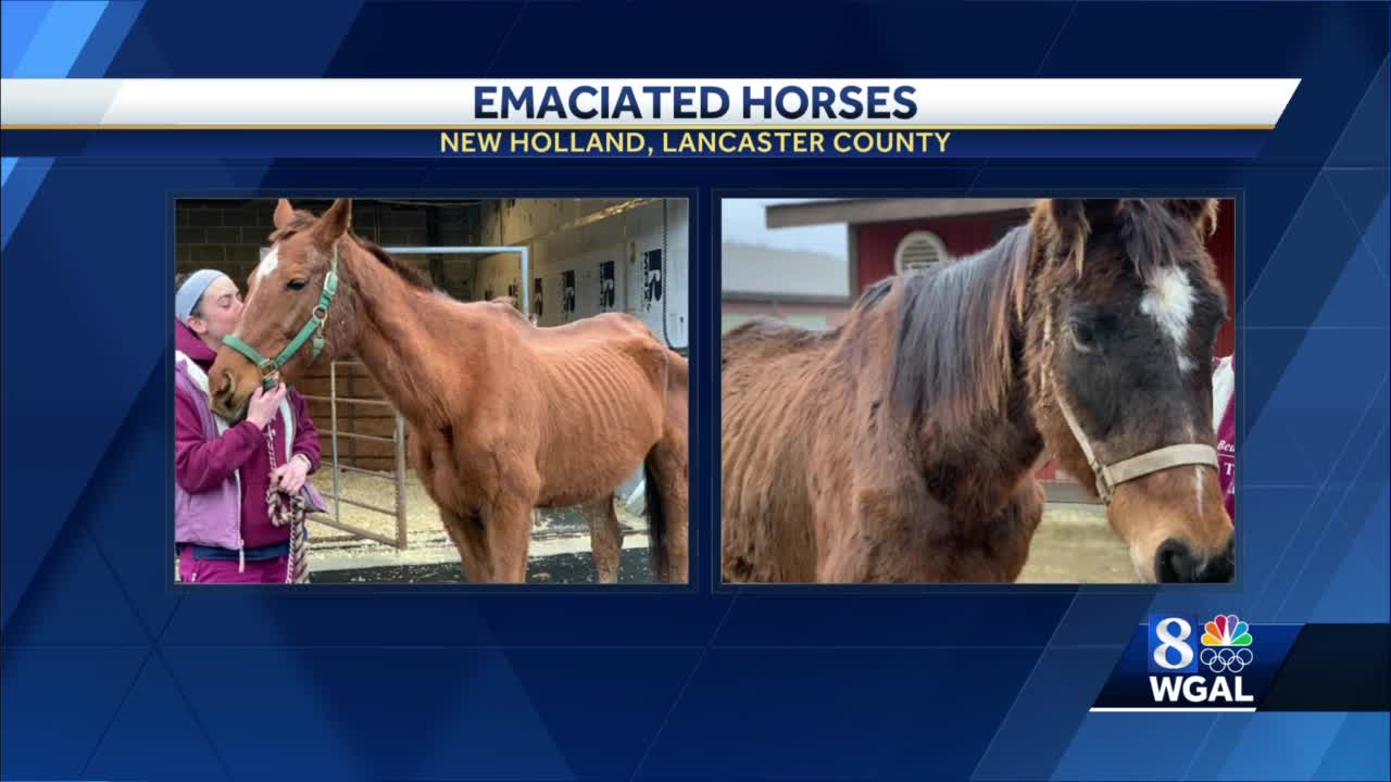 Da Pspca Investigate After 2 Emaciated Horses Dropped Off At New