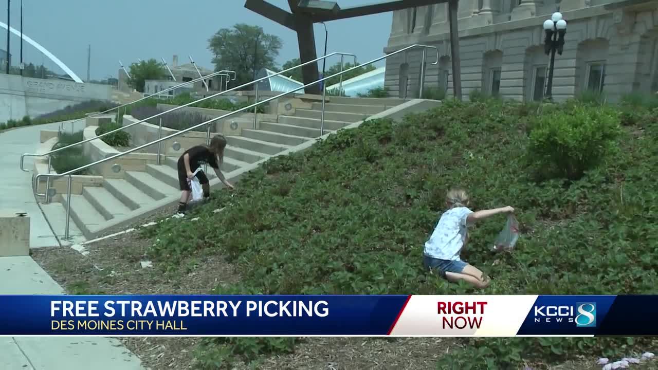 You can pick strawberries at Des Moines city hall