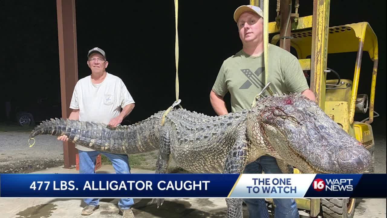 One-eyed gator weighing nearly 500 pounds caught in Mississippi