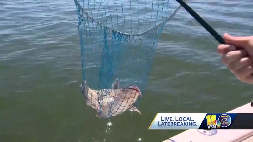 Chesapeake Bay crab population endangered by blue catfish﻿