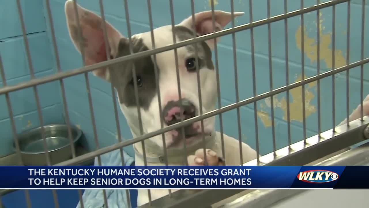 Senior Dogs in Louisville Fetch Grant - Kyhumane