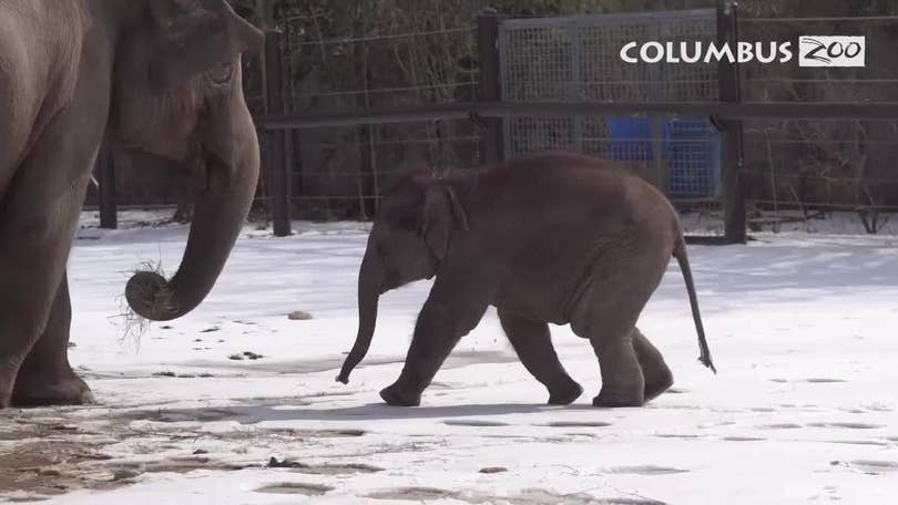 Toledo Zoo's elephant family grows with new calf