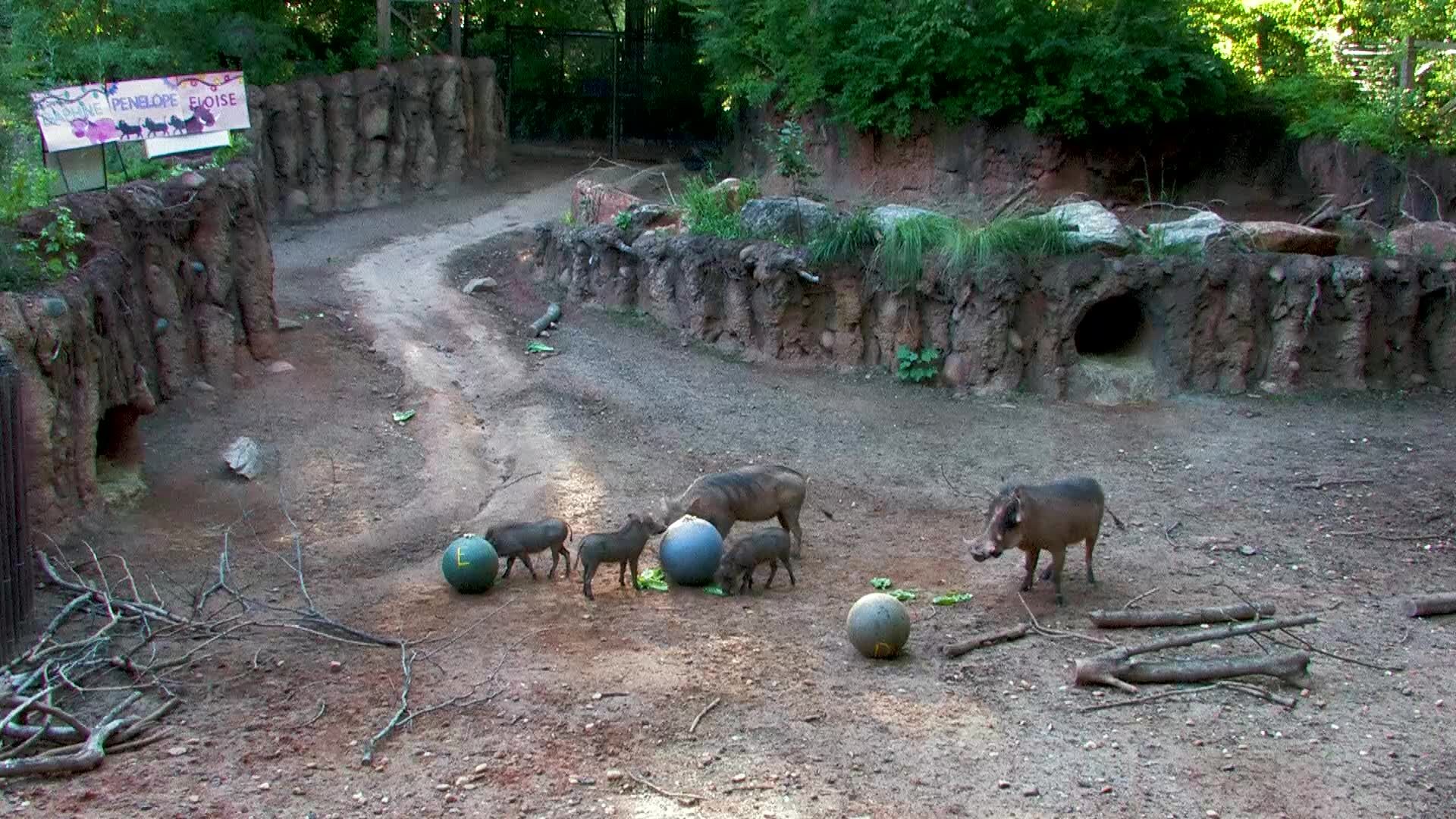 Zoo Atlanta - ZooChat