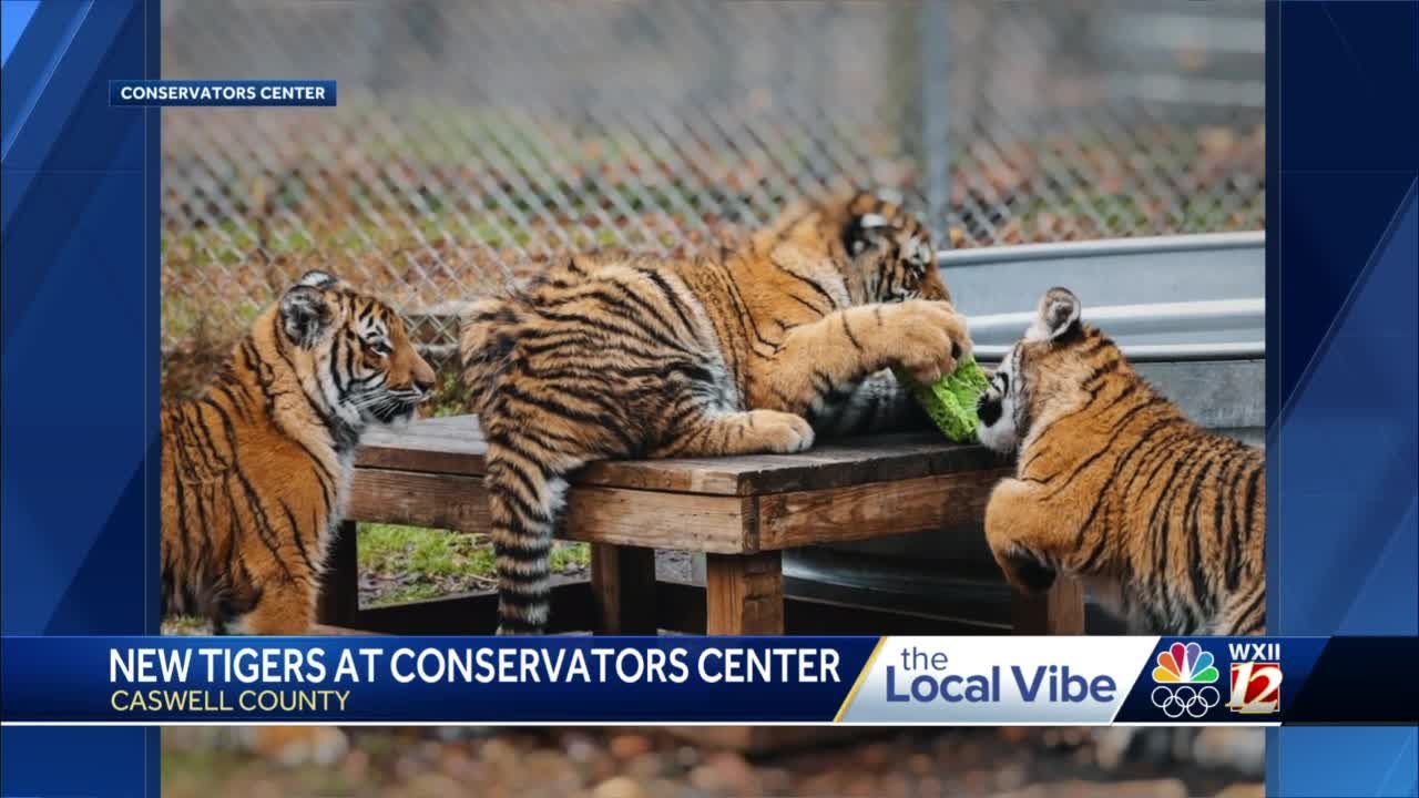 Brother and sister tiger cubs explore their enclosure at zoo