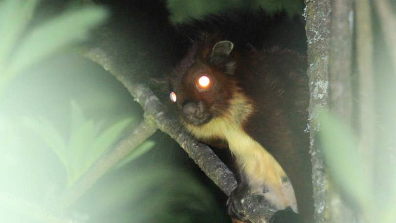 Florida's flying squirrels—smuggled abroad in the thousands