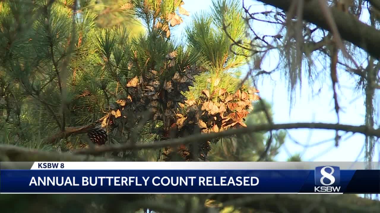 In historic year, more than 247,000 monarch butterflies counted in the west