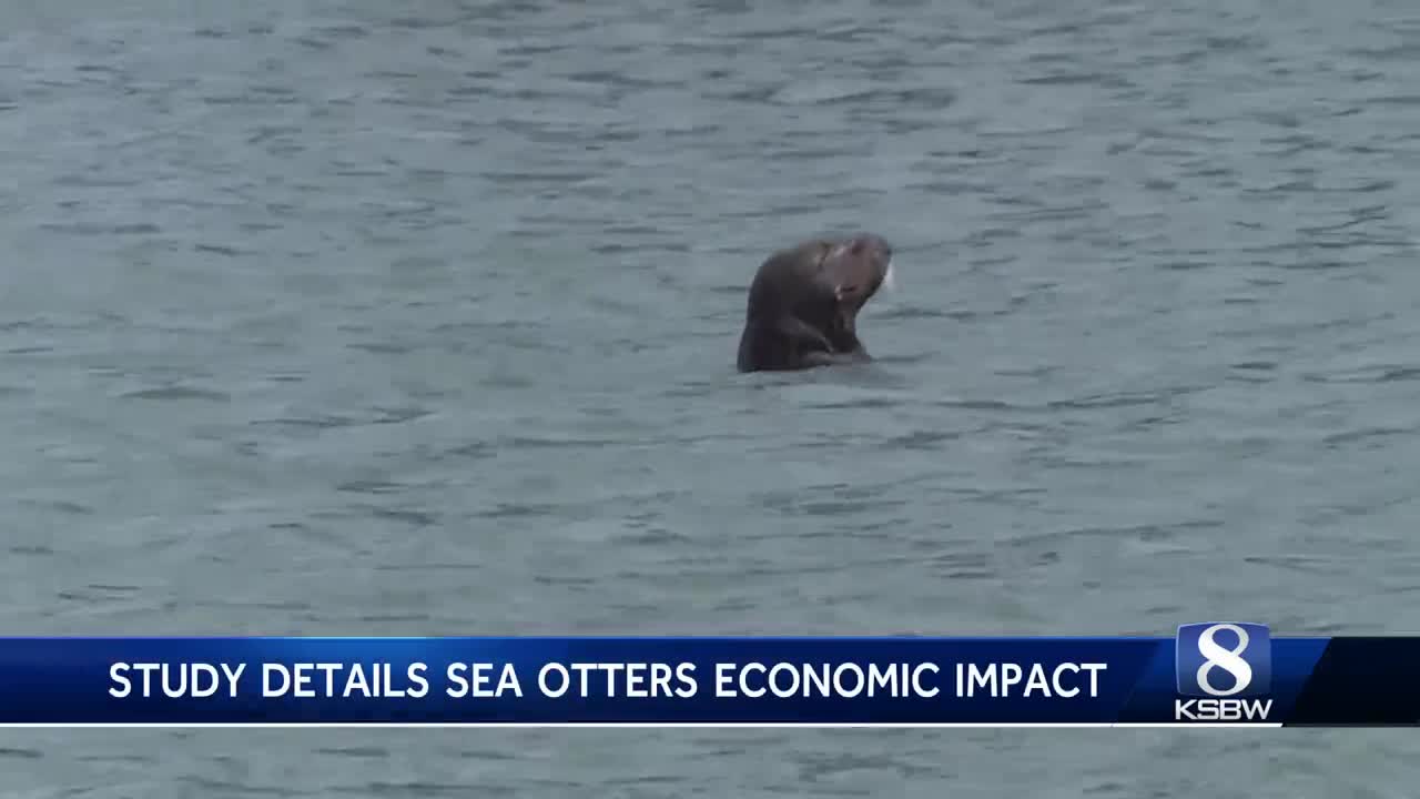 Sea otters are vital to the Moss Landing economy, new study finds