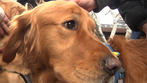 preview for Comfort Dogs Help Boston Marathon Victims
