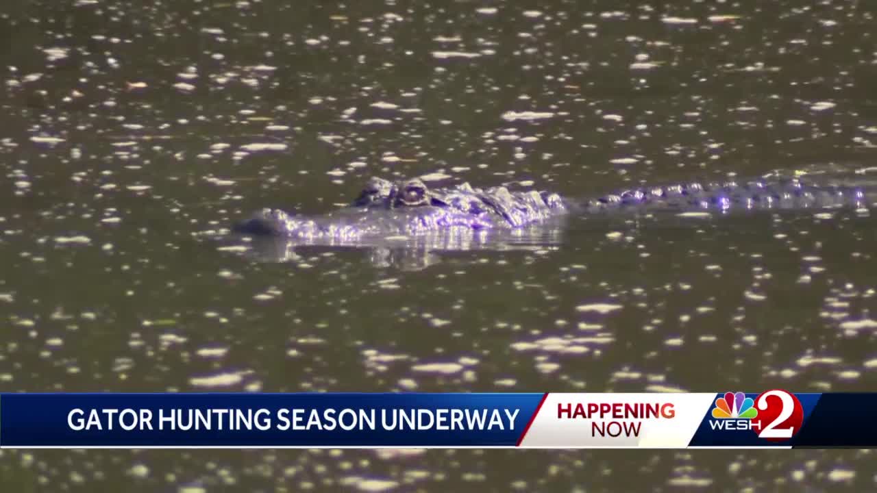 That's a really big alligator  hunting season has begun