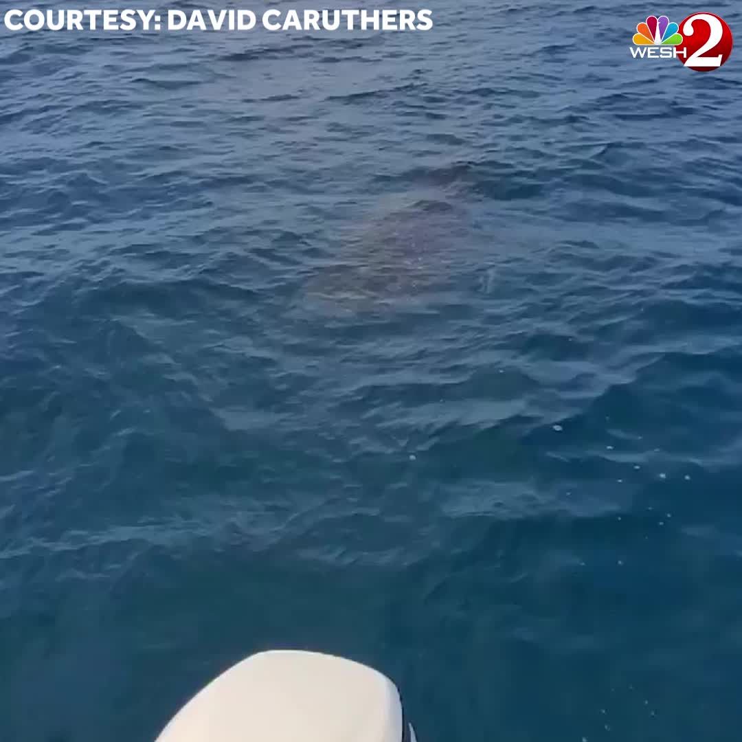 Whale shark spotted off Ponce Inlet