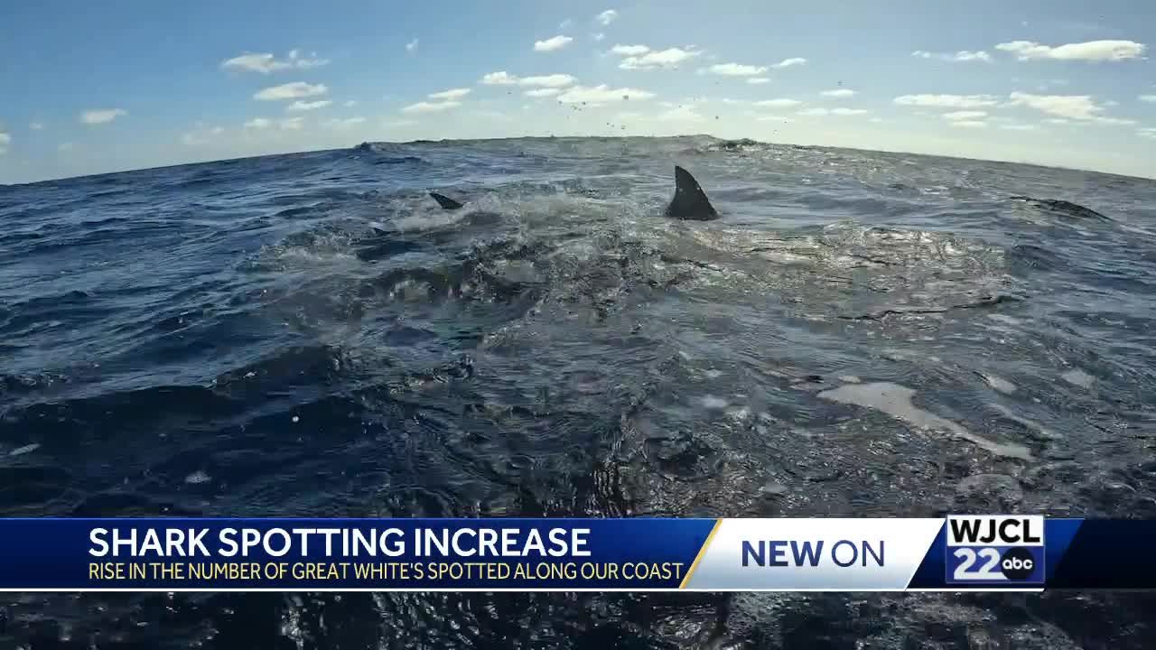 Warning As Massive 10ft, 550lb Great White Shark Is Tracked Lurking In ...