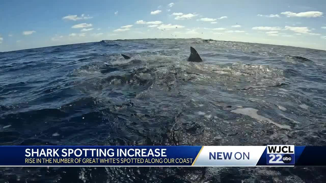 1200 lbs Shark off Hilton Head