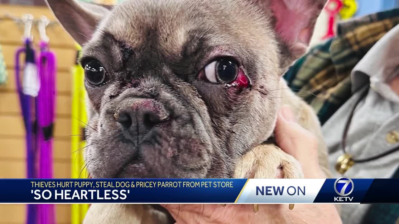 Thieves hurt puppy steal dog and pricey parrot from Omaha pet store