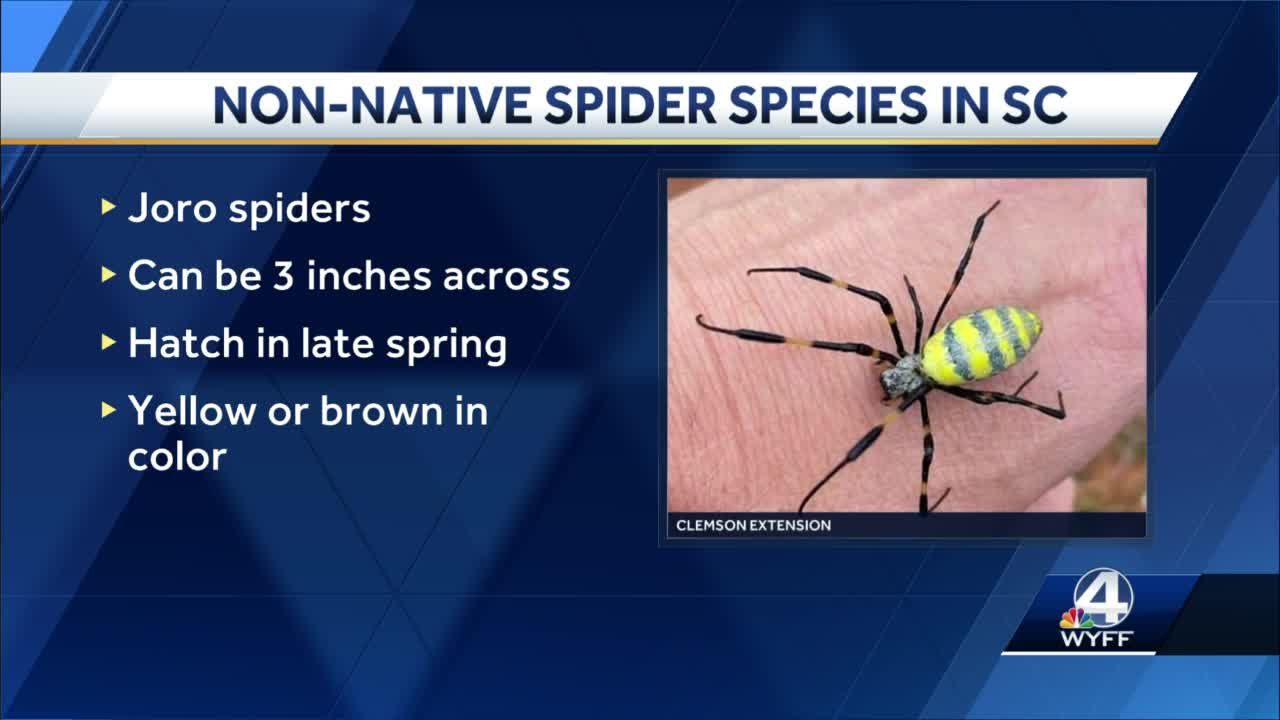 Joro spiders are an invasive species known for parachuting through