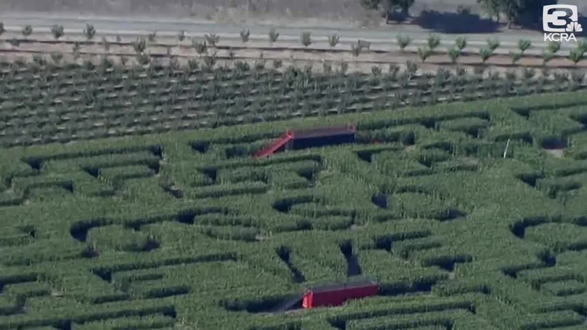 Corn maze outlet sacramento