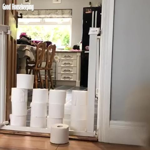 preview for Dogs leap over stacks of toilet roll in hilarious challenge