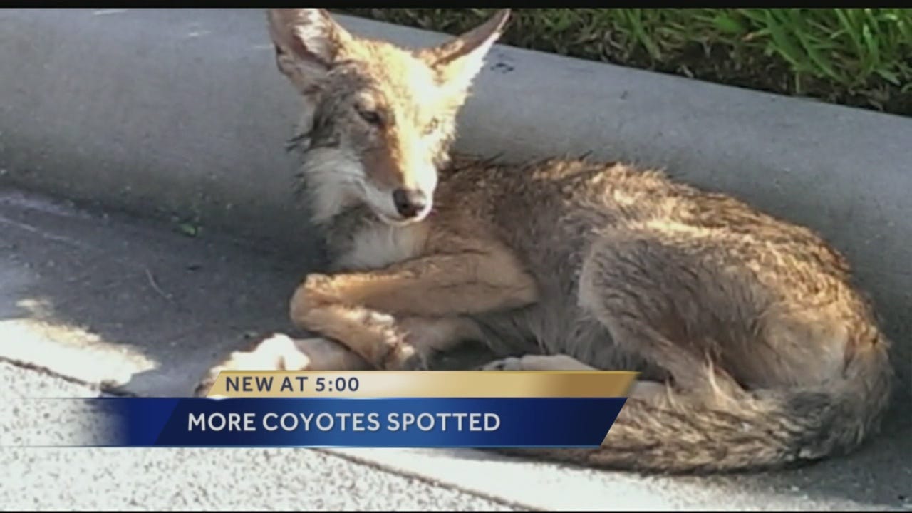 baby coyote with mom