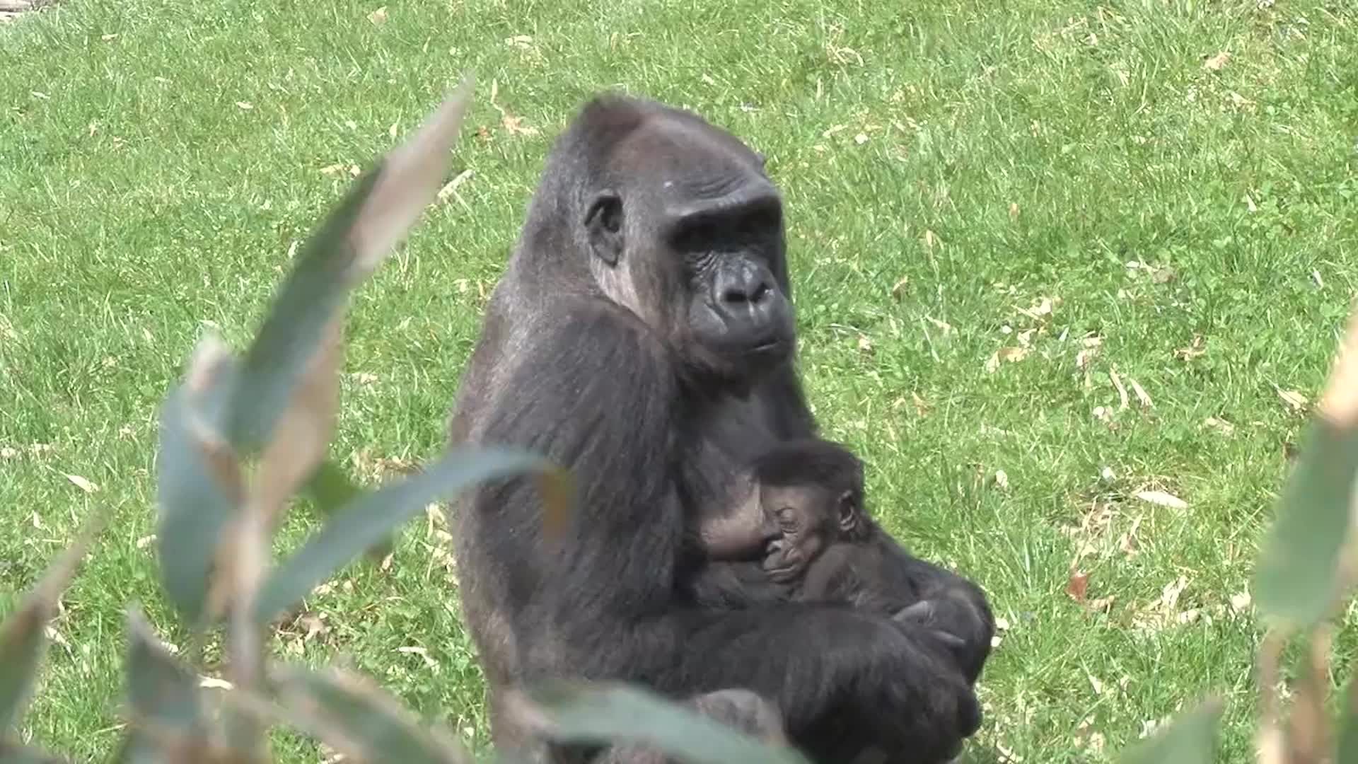 Pittsburgh Zoo reveals name of new baby gorilla