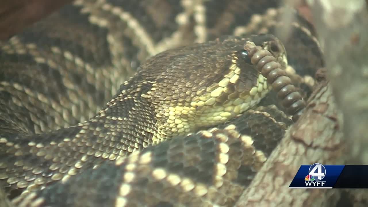 North Carolina officials cast spotlight on 'zombie snakes