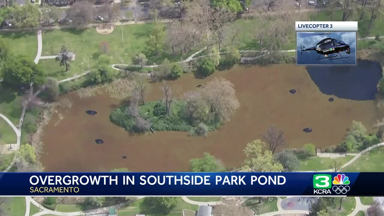 Southside Park pond in Sacramento covered in aquatic fern