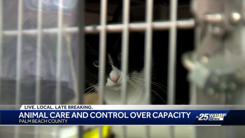 Florida animal shelters overcrowded