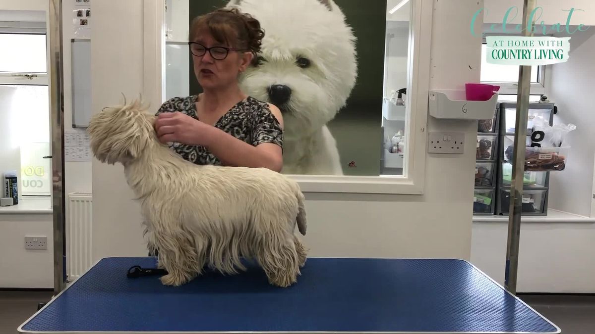 preview for How to groom your dog at home