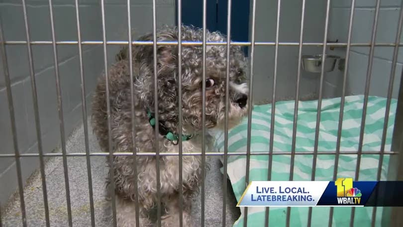 Adoption fees waived this week at BARCS due to overcrowding