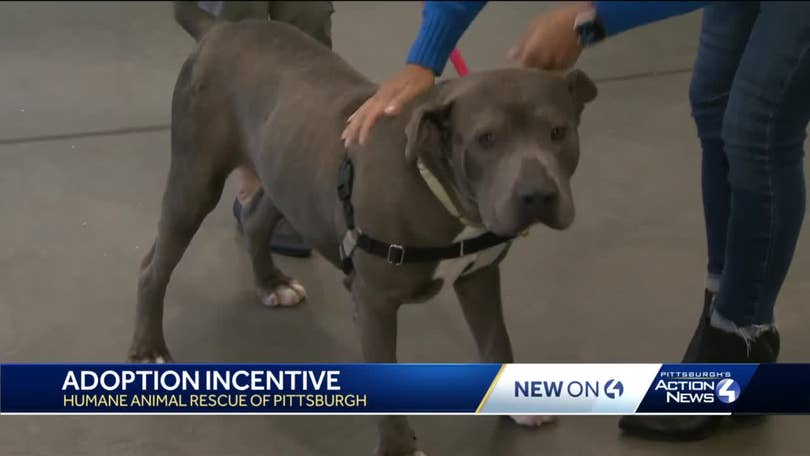 Abundance of dogs at Humane Animal Rescue of Pittsburgh, now offering Mother's Day discount Abundance of dogs at Humane Animal Rescue of Pittsburgh, now offering Mother's Day discount