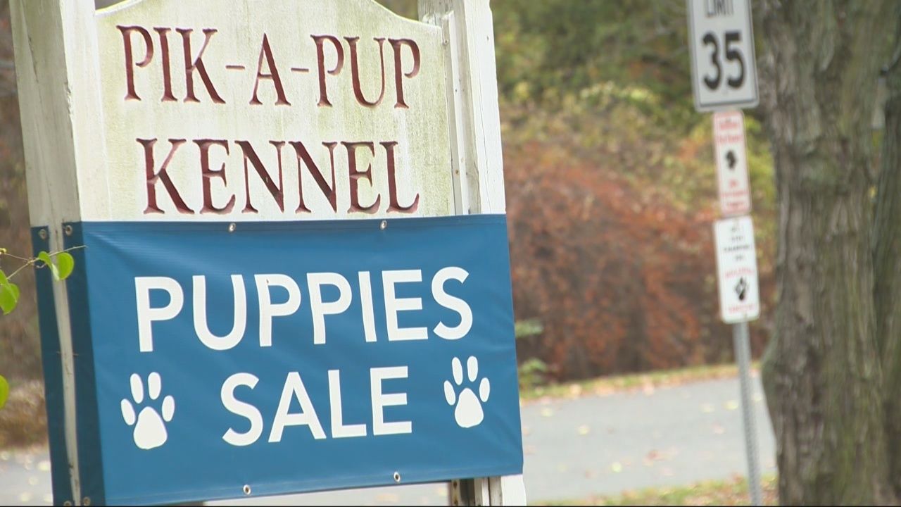 Three puppies stolen from Holliston kennel