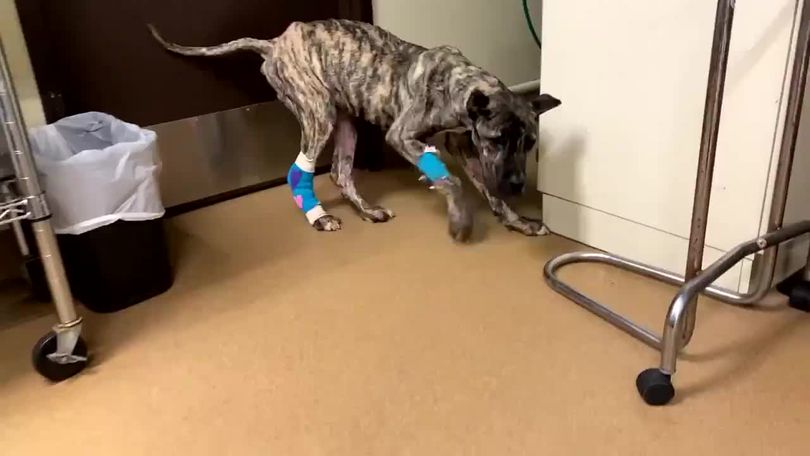 Neglected dog Ethan capturing hearts while fighting for his life after  being found at Louisville shelter, News
